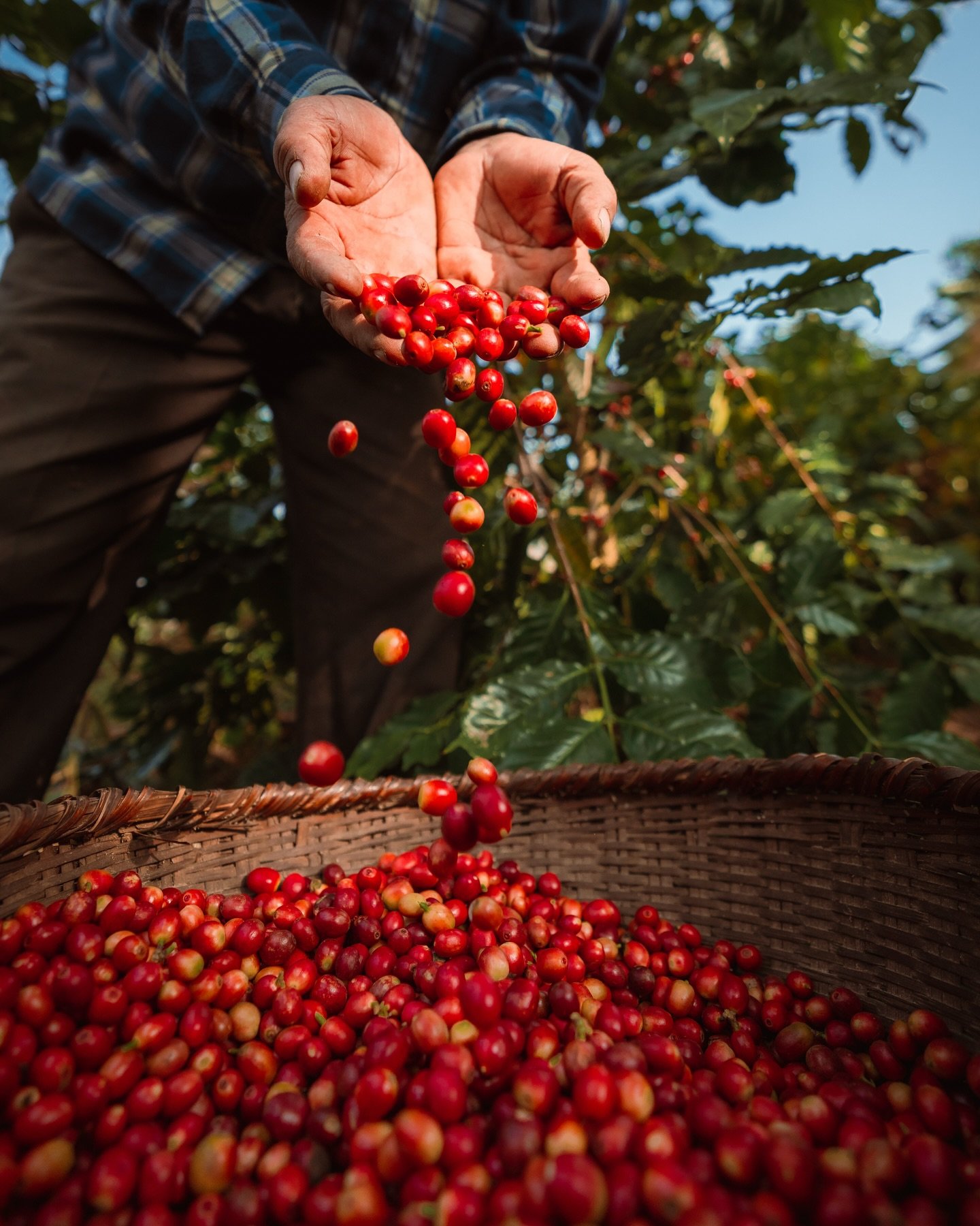 Coffee harvest