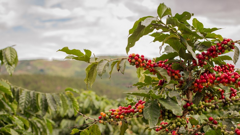 Coffee beans background